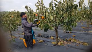 김용호님의 감 · 영농일지 작성글 사진