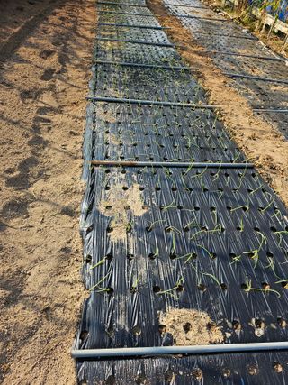 표세형님의 양파 · 영농일지 작성글 사진