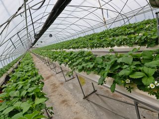 최재식 만나딸기농장님의 딸기 · 영농일지 작성글 사진