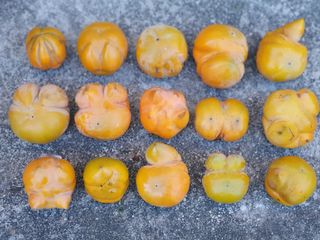 김양석님의 감 · 영농일지 작성글 사진