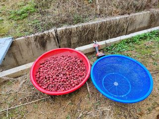 이근배님의 기타작물 · 영농일지 작성글 사진