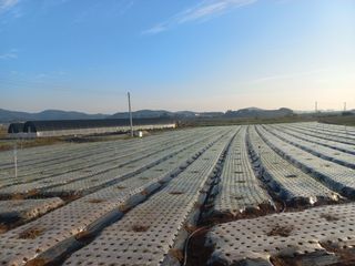 김은팔님의 양파 · 영농일지 작성글 사진