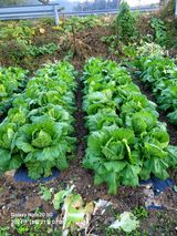 팜모닝 배추·영농일지 게시글 이미지