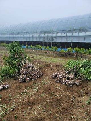 일심묘목농원님의 자유주제 · 자유게시판 작성글 사진