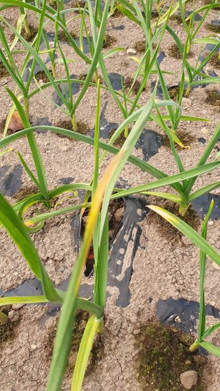 김용언 님의 마늘 · 병해충상담 작성글 사진