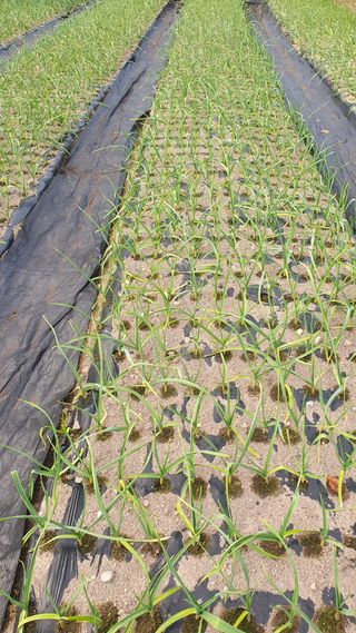 김용언 님의 마늘 · 병해충상담 작성글 사진