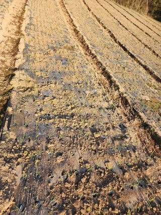 박정석님의 양파 · 영농일지 작성글 사진