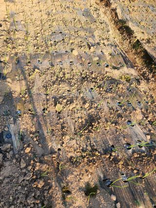 박정석님의 양파 · 영농일지 작성글 사진