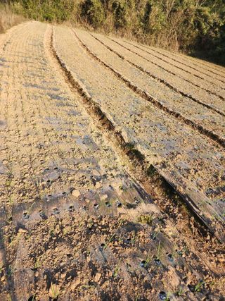 박정석님의 양파 · 영농일지 작성글 사진