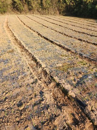 박정석님의 양파 · 영농일지 작성글 사진
