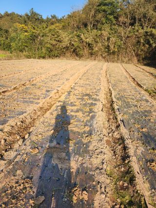 박정석님의 양파 · 영농일지 작성글 사진