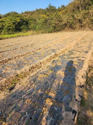 박정석님의 양파 · 영농일지 작성글 사진