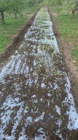 팜모닝 양파·영농일지 게시글 이미지