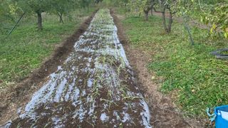 조용욱 용강농원님의 양파 · 영농일지 작성글 사진