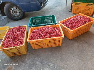 홍순오님의 고추 · 영농일지 작성글 사진