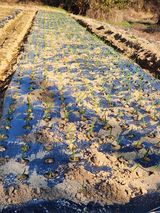 팜모닝 마늘·영농일지 게시글 이미지