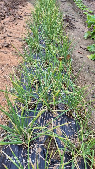 김진님의 자유주제 · 자유게시판 작성글 사진