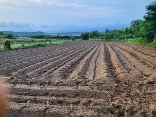 한상숙님의 들깨 · 영농일지 작성글 사진