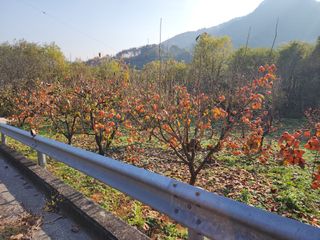 낙엽교목류22380님의 감 · 영농일지 작성글 사진