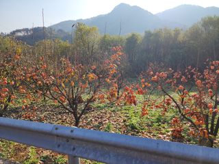 낙엽교목류22380님의 감 · 영농일지 작성글 사진