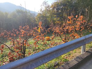 낙엽교목류22380님의 감 · 영농일지 작성글 사진