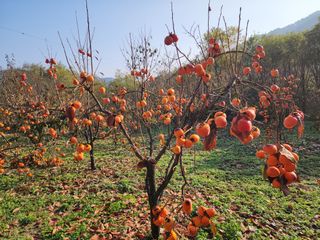 낙엽교목류22380님의 감 · 영농일지 작성글 사진