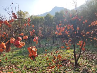 낙엽교목류22380님의 감 · 영농일지 작성글 사진