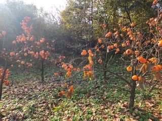 낙엽교목류22380님의 감 · 영농일지 작성글 사진
