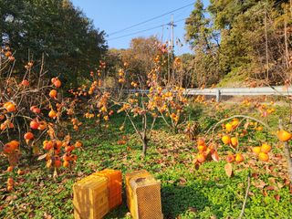 낙엽교목류22380님의 감 · 영농일지 작성글 사진