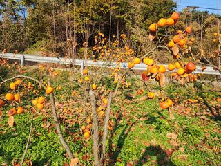 낙엽교목류22380님의 감 · 영농일지 작성글 사진