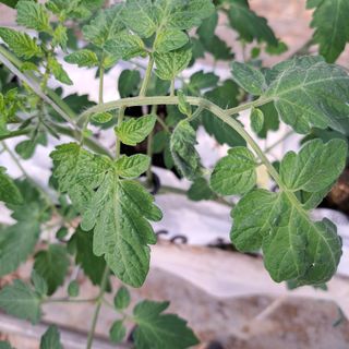 도토리무침님의 토마토 · 일상 작성글 사진