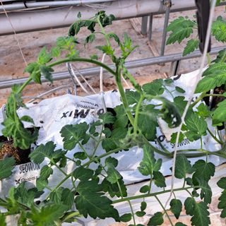 도토리무침님의 토마토 · 일상 작성글 사진