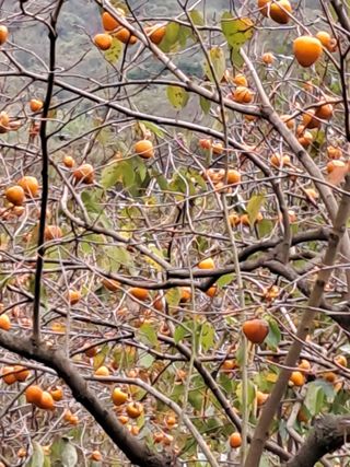 홍성호님의 자유주제 · 자유게시판 작성글 사진
