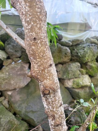 한솔짱 님의 매실 · 병해충상담 작성글 사진