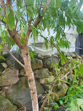 한솔짱 님의 매실 · 병해충상담 작성글 사진