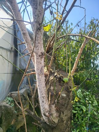 한솔짱 님의 매실 · 병해충상담 작성글 사진