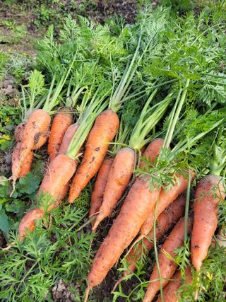 농부쑤니님의 작성글 사진