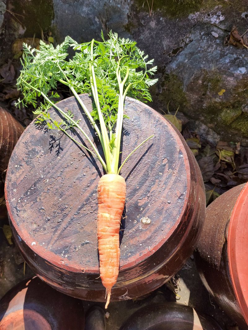 농부쑤니님의 장터 판매 상품 [무공해 당근 5kg] 첨부 사진