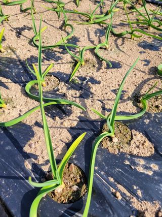 쓰리미님의 마늘 · 병해충상담 작성글 사진