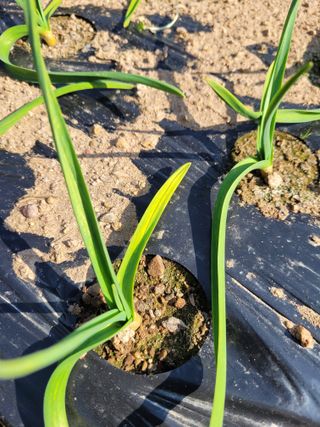 쓰리미님의 마늘 · 병해충상담 작성글 사진