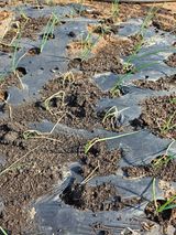 팜모닝 자유주제·자유게시판 게시글 이미지