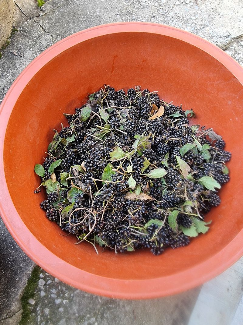 장터 상품 [오가피 열매] 썸네일