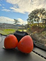 팜모닝 자유주제·자유게시판 게시글 이미지