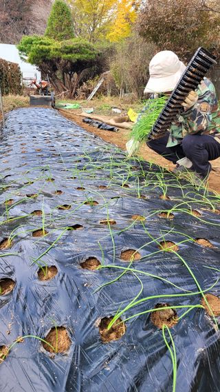 경기고양휘파람농장님의 자유주제 · 자유게시판 작성글 사진