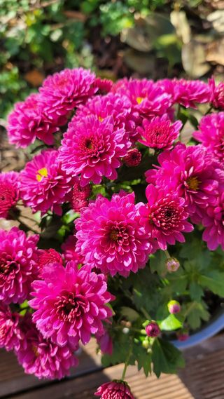 경기고양휘파람농장님의 자유주제 · 자유게시판 작성글 사진