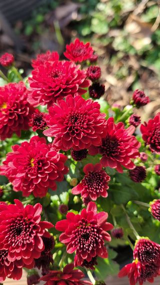 경기고양휘파람농장님의 자유주제 · 자유게시판 작성글 사진