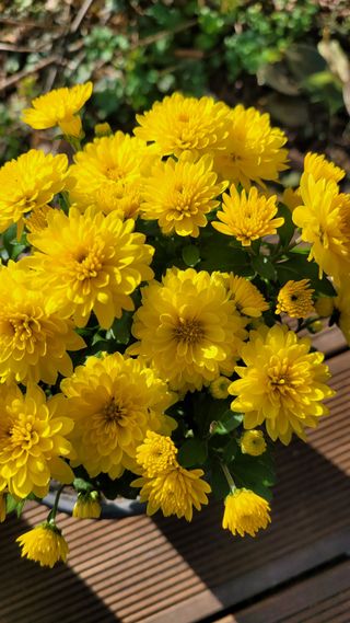 경기고양휘파람농장님의 자유주제 · 자유게시판 작성글 사진