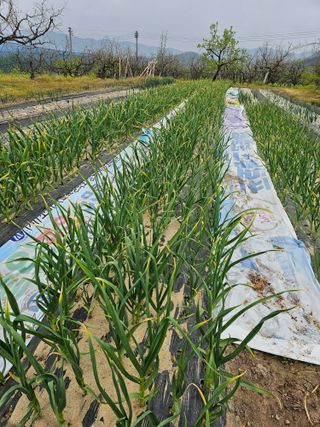 배성은365님의 농사를 망친 작은 실수들 · 참여글 작성글 사진