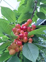 팜모닝 · 게시글 이미지