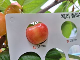 베리조은농원님의 작성글 사진